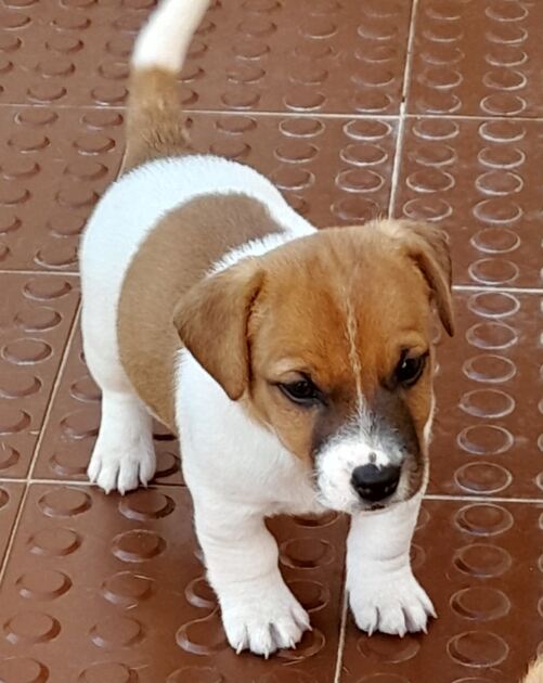 Jack Russell Terrier. Cães