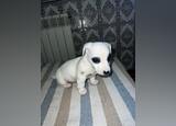 Jack Russel de pelo curto . Cães. Aguiar da Beira. Jack Russell Terrier     1-6 meses