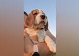 Vendo cachorros Beagle. Cães. Salvaterra de Magos. Beagle À venda    7 1-6 meses Masculino Microchip Vacinado