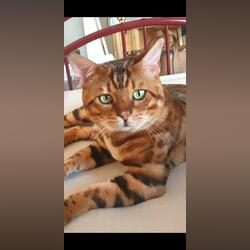 Vendo gato BENGAL meigo e lindo. Gatos. Areeiro. Bengal À venda Masculino Pêlo curto Castanho Gigante