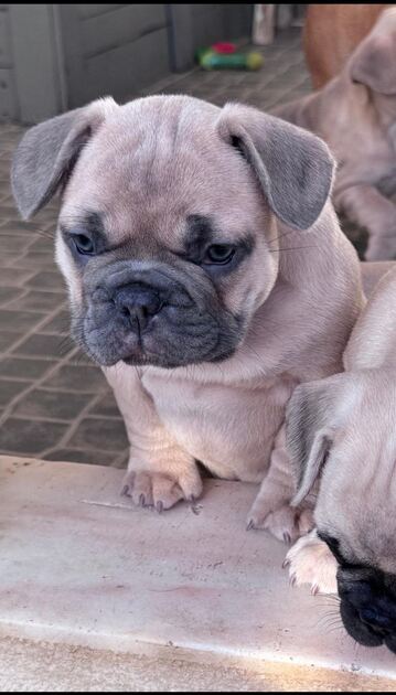 Buldogue Francês Premium – beleza, saúde e tempera. Cães