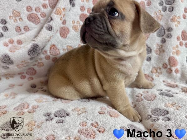 Buldogue Francês Premium – beleza, saúde e tempera. Cães