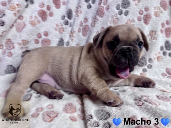 Buldogue Francês Premium – beleza, saúde e tempera. Cães