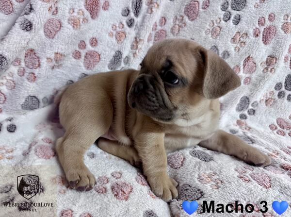 Buldogue Francês Premium – beleza, saúde e tempera. Cães