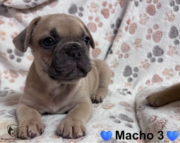 Buldogue Francês Premium – beleza, saúde e tempera. Cães