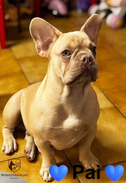 Buldogue Francês Premium – beleza, saúde e tempera. Cães