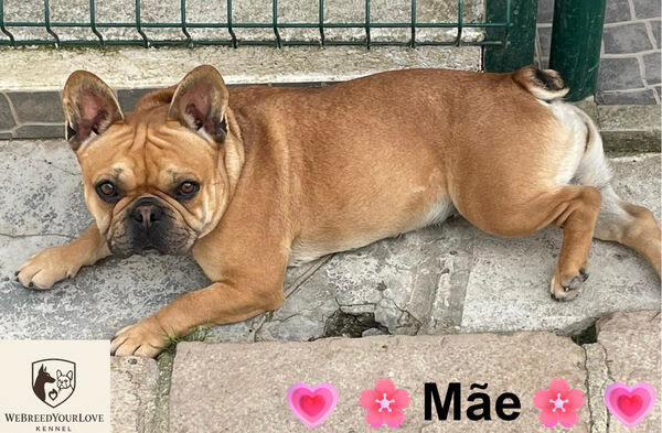 Buldogue Francês Premium – beleza, saúde e tempera. Cães