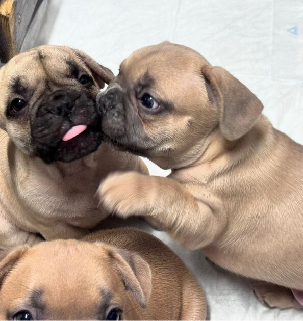 Buldogue Francês Premium – beleza, saúde e tempera. Cães