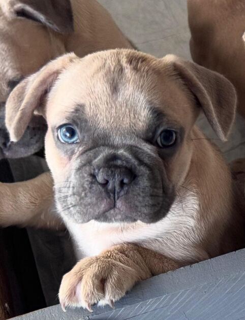 Buldogue Francês Premium – beleza, saúde e tempera. Cães