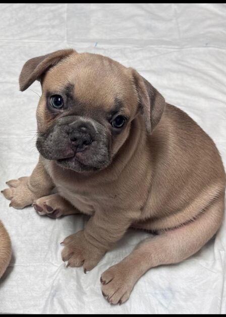 Buldogue Francês Premium – beleza, saúde e tempera. Cães