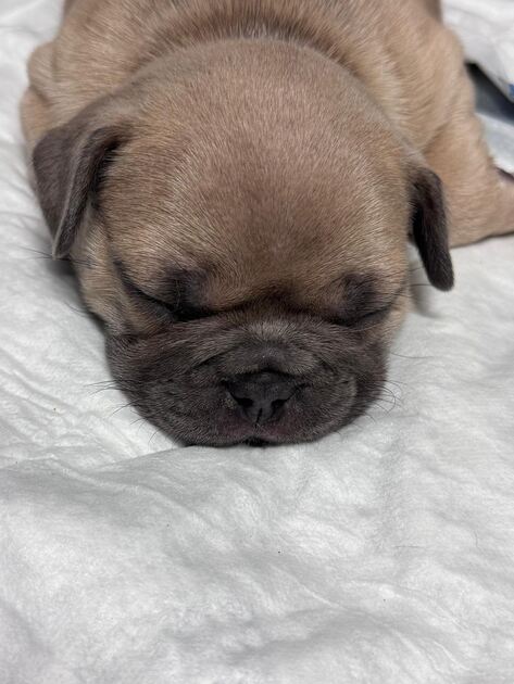 Buldogue Francês Premium – beleza, saúde e tempera. Cães