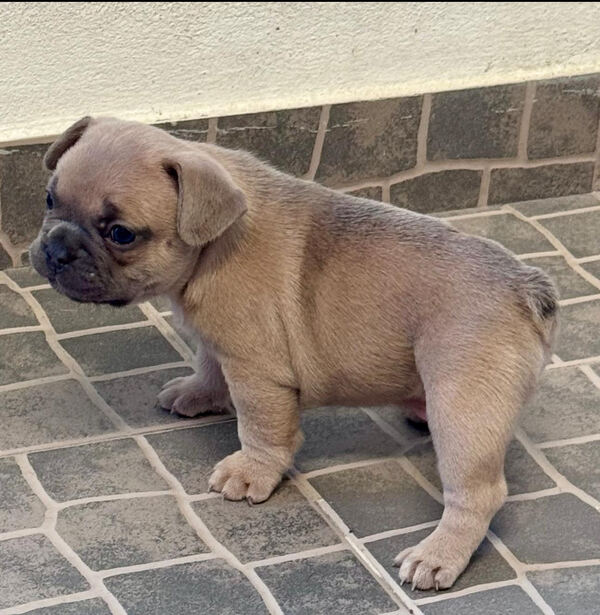 Buldogue Francês Premium – beleza, saúde e tempera. Cães