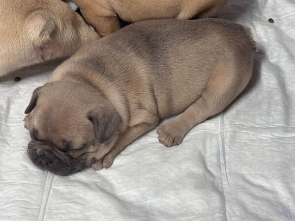 Buldogue Francês Premium – beleza, saúde e tempera. Cães