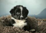 Border collie preta. Cães