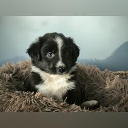 Border collie preta. Cães