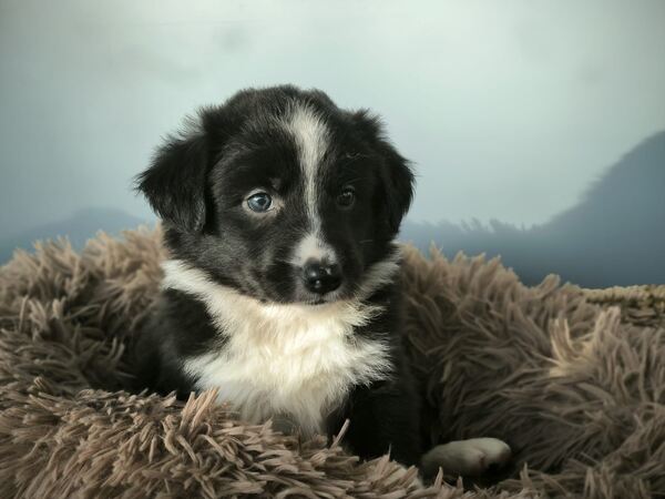 Border collie preta. Cães