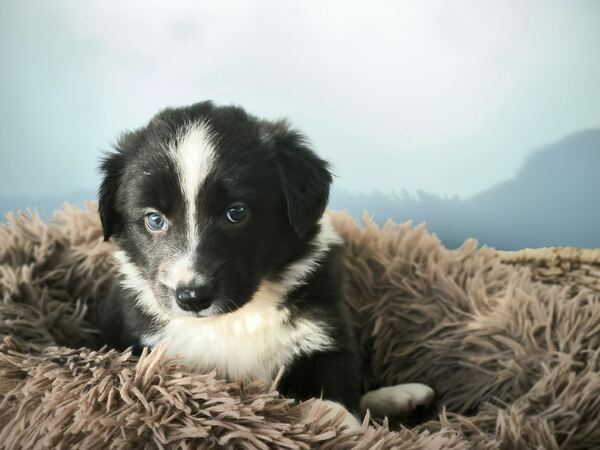 Border collie preta. Cães