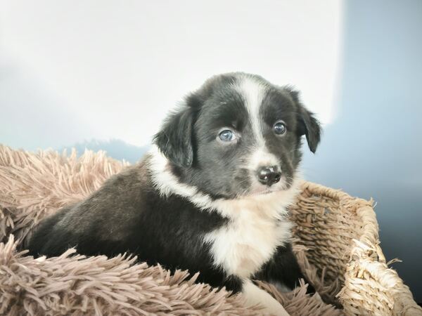 Border collie preta. Cães