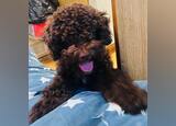 Vende filhote Caniche Marrom . Cães. Marinha Grande. Poodle À venda    2 1-6 meses Masculino Microchip Vacinado