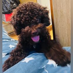 Vende filhote Caniche Marrom . Cães. Marinha Grande. Poodle À venda    2 1-6 meses Masculino Microchip Vacinado