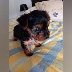 YORKSHIRE TERRIER. Cães. Yorkshire Terrier À venda    Feminino Microchip