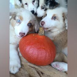 Cachorrinhos de Pastor Australiano. Cães