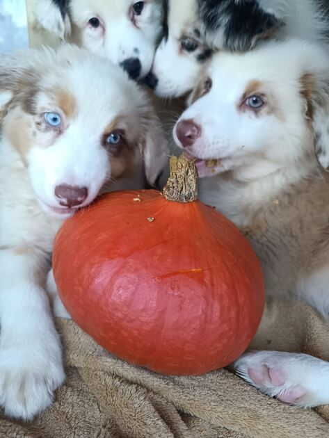Cachorrinhos de Pastor Australiano. Cães