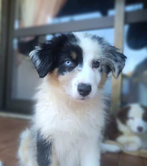 Cachorrinhos de Pastor Australiano. Cães