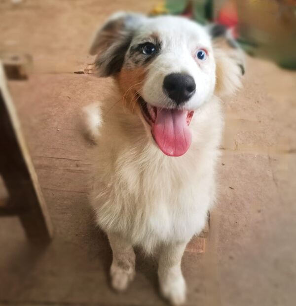 Cachorrinhos de Pastor Australiano. Cães