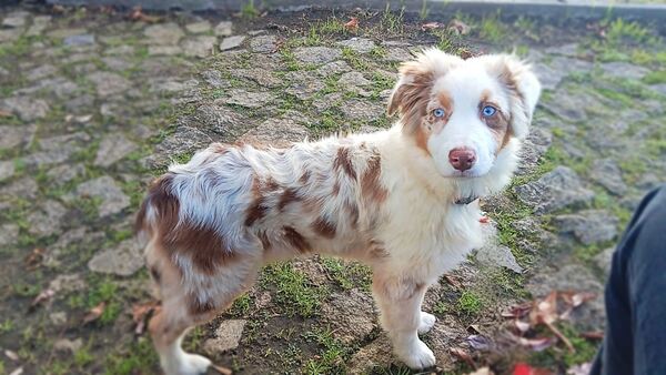 Cachorrinhos de Pastor Australiano. Cães