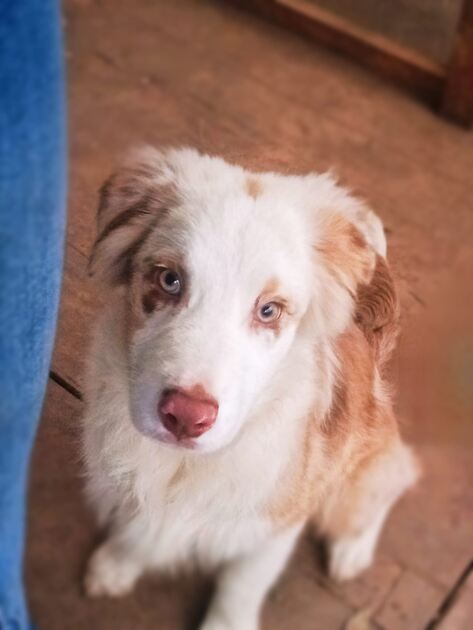 Cachorrinhos de Pastor Australiano. Cães