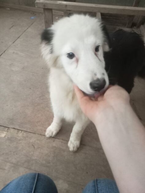 Cachorrinhos de Pastor Australiano. Cães