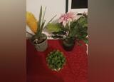 Vendo plantas artificiais . Plantas