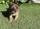 cachorro . Cães
