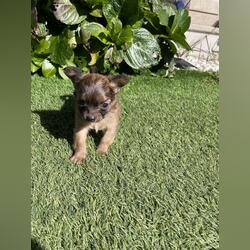 cachorro . Cães