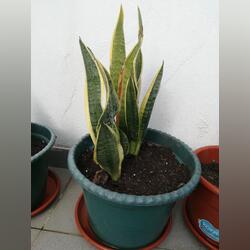 Vendo espada s jorge . Plantas