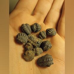 Fósseis-Lote trilobites Phacops. Outras Artes e Coleccionismo