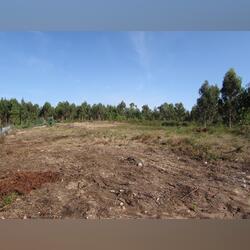 Terreno para construção em Vila Chã / Esposende (2. Lote