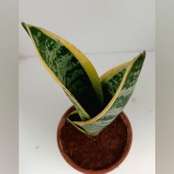 sanseveria . Plantas